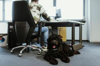 Pet-Friendly Offices: How to Adapt the Workplace for Pets