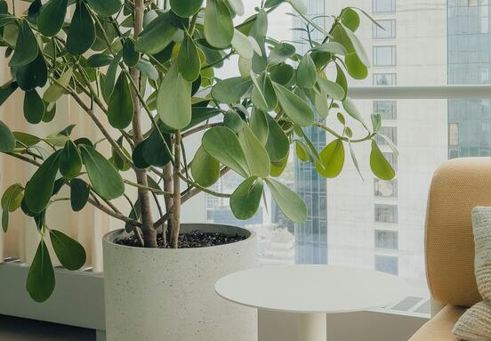 Green Oases in the Office: Why Plants Are the Perfect Investment for Employees